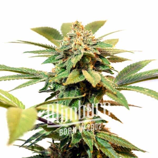 Orange Cream Auto (Blimburn Seeds) – offizielles Produktbild