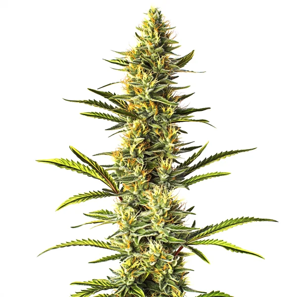 Orange Cream (Blimburn Seeds) – offizielles Produktbild