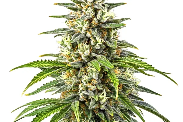 Orange Kush (Blimburn Seeds) – offizielles Produktbild
