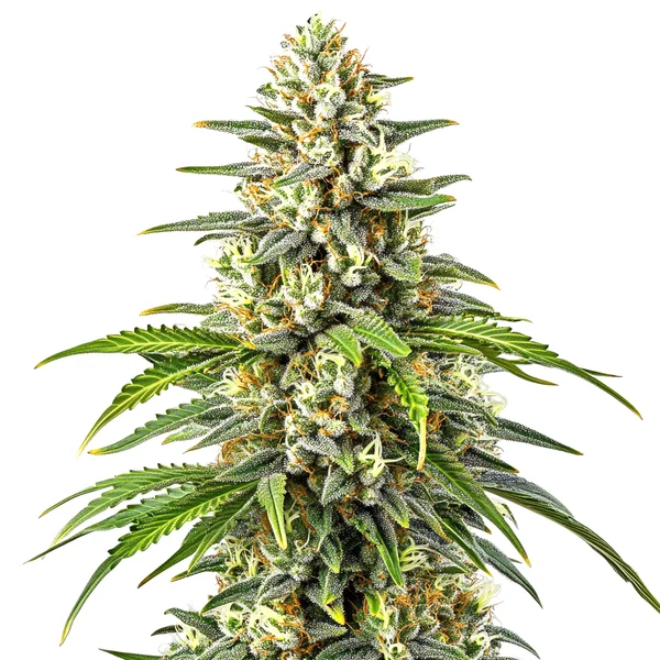 Orange Kush (Blimburn Seeds) – offizielles Produktbild