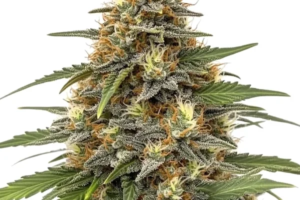 Orange Sherbet (Blimburn Seeds) – offizielles Produktbild