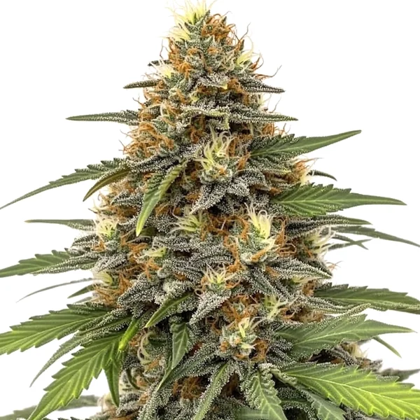 Orange Sherbet (Blimburn Seeds) – offizielles Produktbild