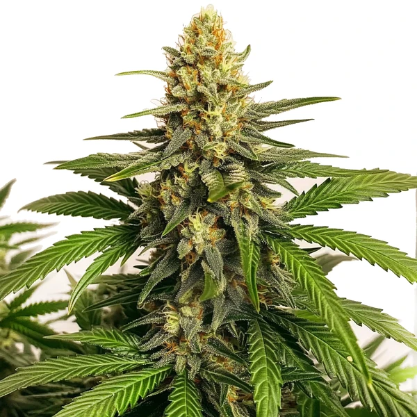 Orange Velvet x Cinderella 99 Regulär (Blimburn Seeds) – offizielles Produktbild