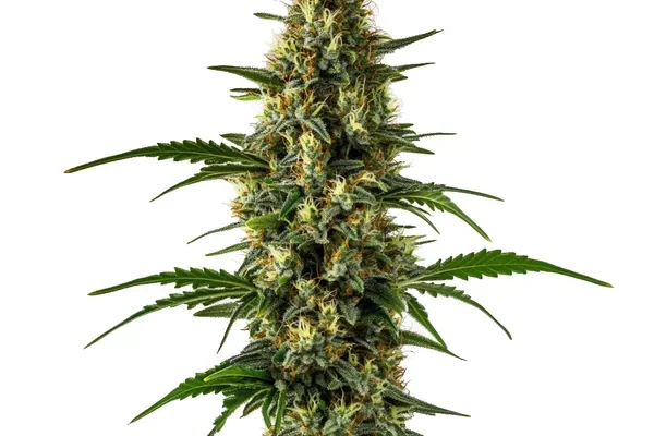 Orange x Skunk (Blimburn Seeds) – offizielles Produktbild