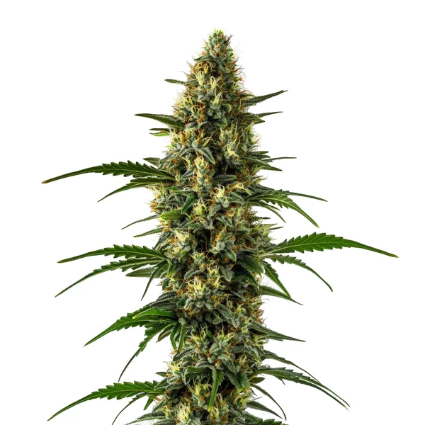 Orange x Skunk (Blimburn Seeds) – offizielles Produktbild