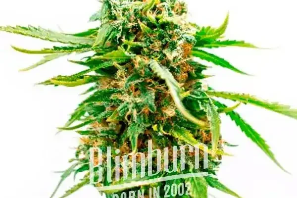 Orange Bud (Blimburn Seeds) – offizielles Produktbild