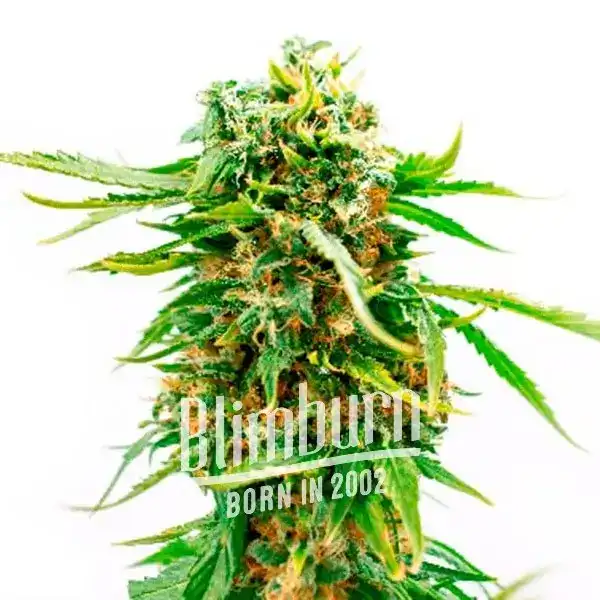 Orange Bud (Blimburn Seeds) – offizielles Produktbild