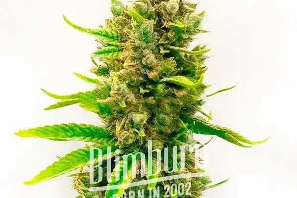 Orange Velvet x Cinderella 99 (Blimburn Seeds) – offizielles Produktbild
