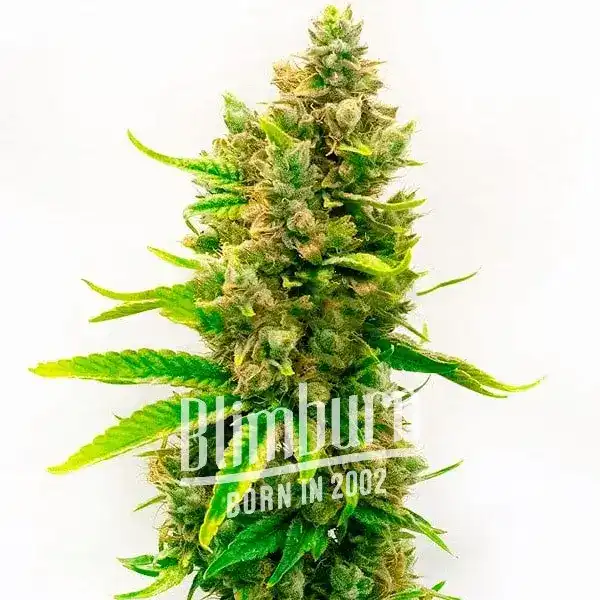 Orange Velvet x Cinderella 99 (Blimburn Seeds) – offizielles Produktbild