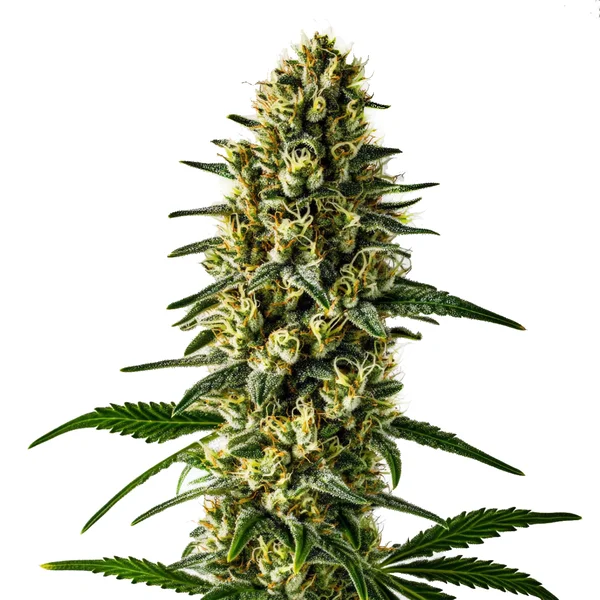 Oregon Underdawg (Blimburn Seeds) – offizielles Produktbild