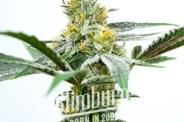 Oregon Peach (Blimburn Seeds) – offizielles Produktbild