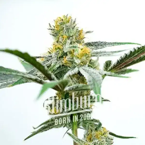 Oregon Peach (Blimburn Seeds) – offizielles Produktbild