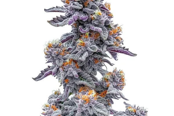Black and White Cookie (Blimburn Seeds) – offizielles Produktbild