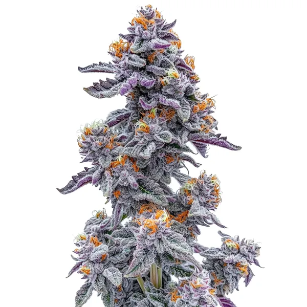 Black and White Cookie (Blimburn Seeds) – offizielles Produktbild