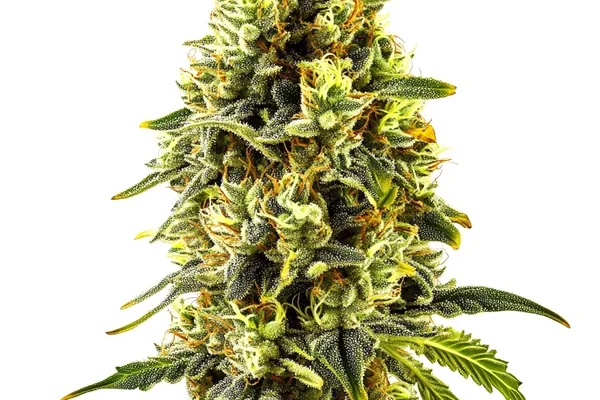 Original Cheese (Blimburn Seeds) – offizielles Produktbild