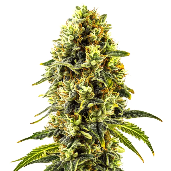 Original Cheese (Blimburn Seeds) – offizielles Produktbild