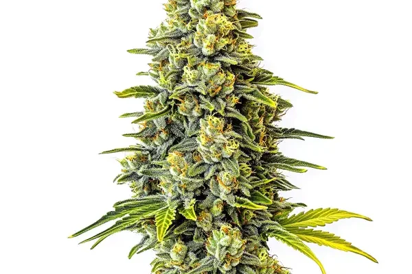 Original Glue (Blimburn Seeds) – offizielles Produktbild