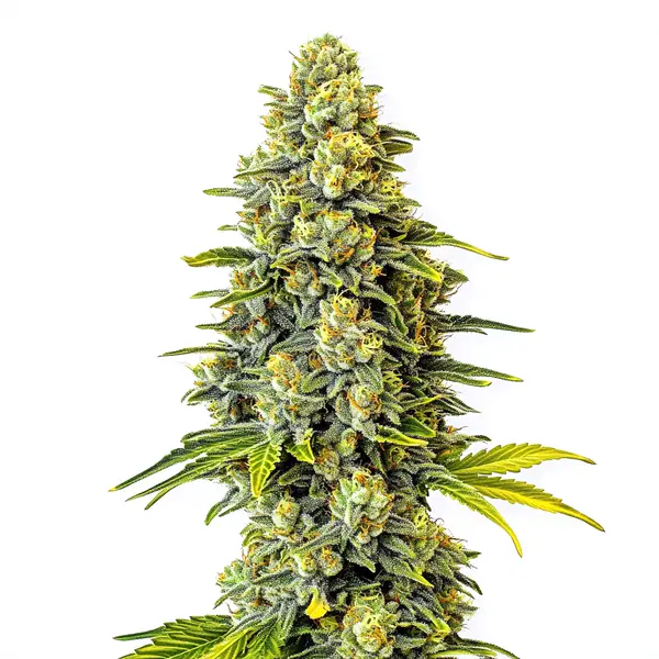 Original Glue (Blimburn Seeds) – offizielles Produktbild