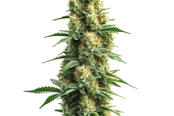 Orka (Blimburn Seeds) – offizielles Produktbild