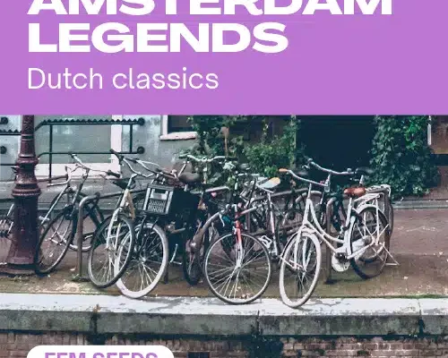 Amsterdam Legends (Blimburn Seeds) – offizielles Produktbild