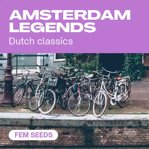 Amsterdam Legends (Blimburn Seeds) – offizielles Produktbild