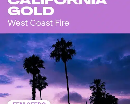 California-Gold (Blimburn Seeds) – offizielles Produktbild