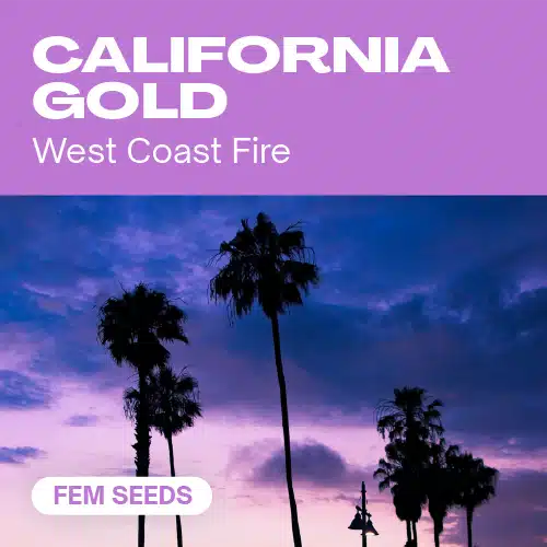 California-Gold (Blimburn Seeds) – offizielles Produktbild