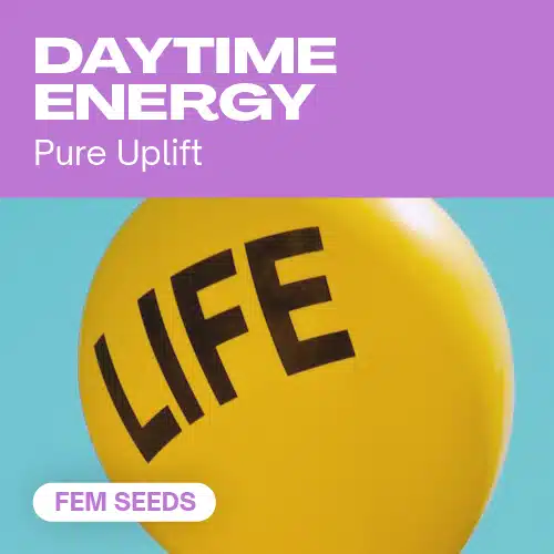 Daytime Energy (Blimburn Seeds) – offizielles Produktbild