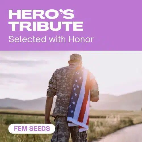 Helden-Tribut (Blimburn Seeds) – offizielles Produktbild
