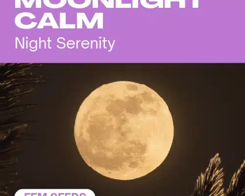 Moonlight Calm (Blimburn Seeds) – offizielles Produktbild