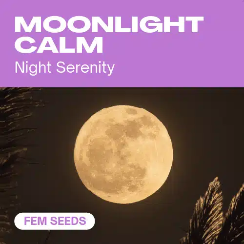 Moonlight Calm (Blimburn Seeds) – offizielles Produktbild