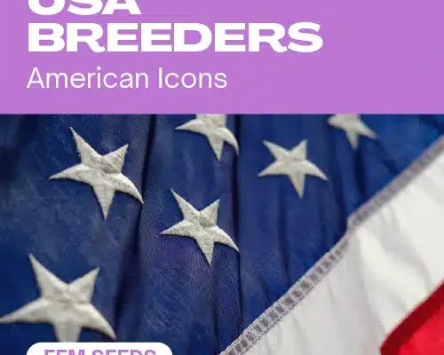 USA Züchter (Blimburn Seeds) – offizielles Produktbild