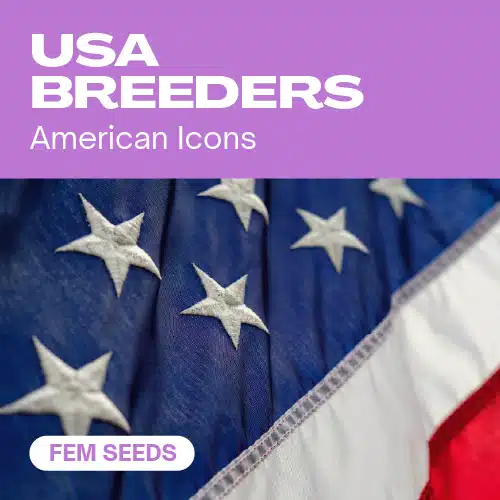 USA Züchter (Blimburn Seeds) – offizielles Produktbild