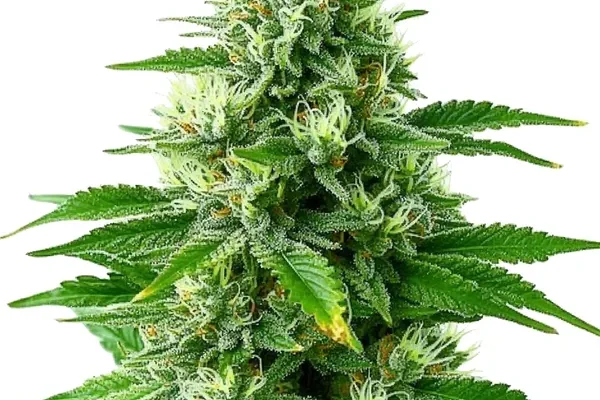 POG (Blimburn Seeds) – offizielles Produktbild
