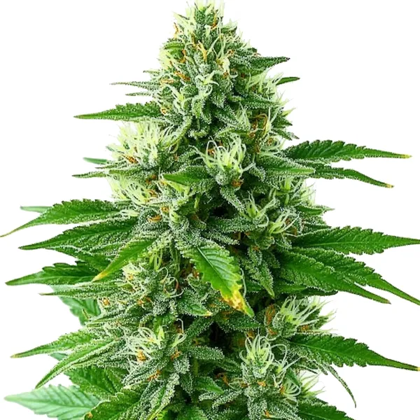 POG (Blimburn Seeds) – offizielles Produktbild