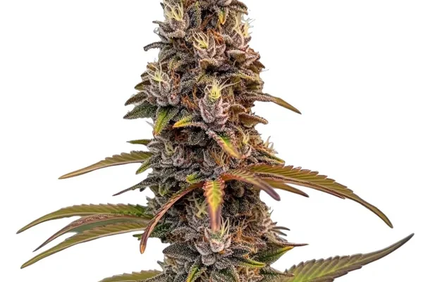 Peachez Samen (Blimburn Seeds) – offizielles Produktbild