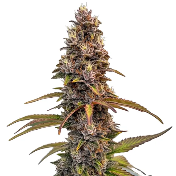 Peachez Samen (Blimburn Seeds) – offizielles Produktbild