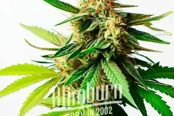 Pineapple Auto (Blimburn Seeds) – offizielles Produktbild