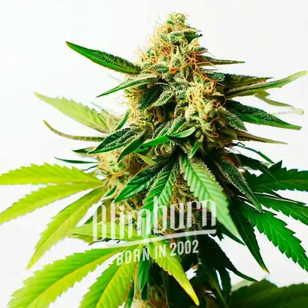 Pineapple Auto (Blimburn Seeds) – offizielles Produktbild