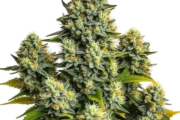 Pineapple Chunk (Blimburn Seeds) – offizielles Produktbild
