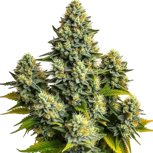 Pineapple Chunk (Blimburn Seeds) – offizielles Produktbild
