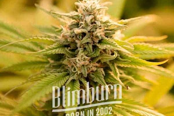 Pineaple Kush Regulär (Blimburn Seeds) – offizielles Produktbild