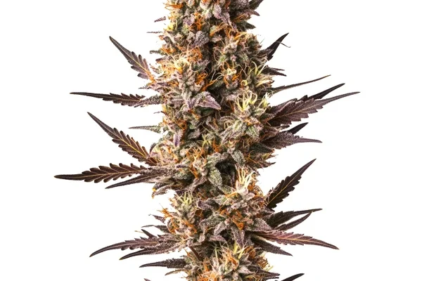 Pineapple Kush (Blimburn Seeds) – offizielles Produktbild