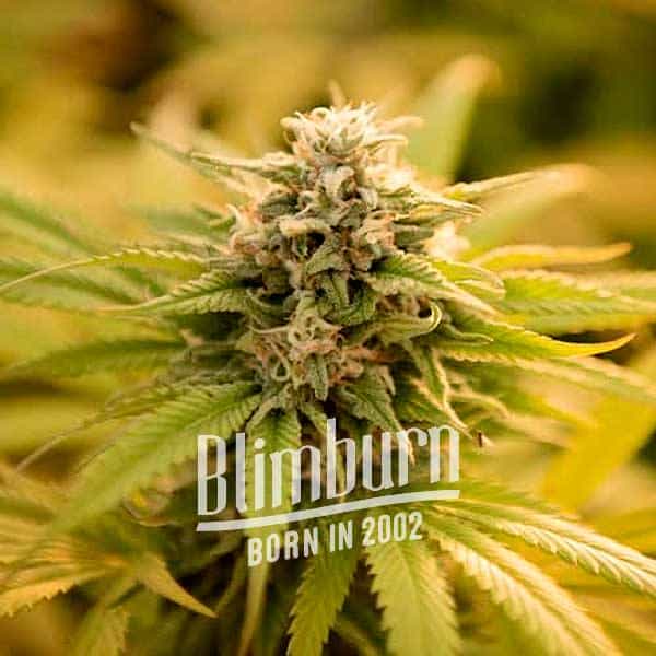 Pineaple Kush Regulär (Blimburn Seeds) – offizielles Produktbild