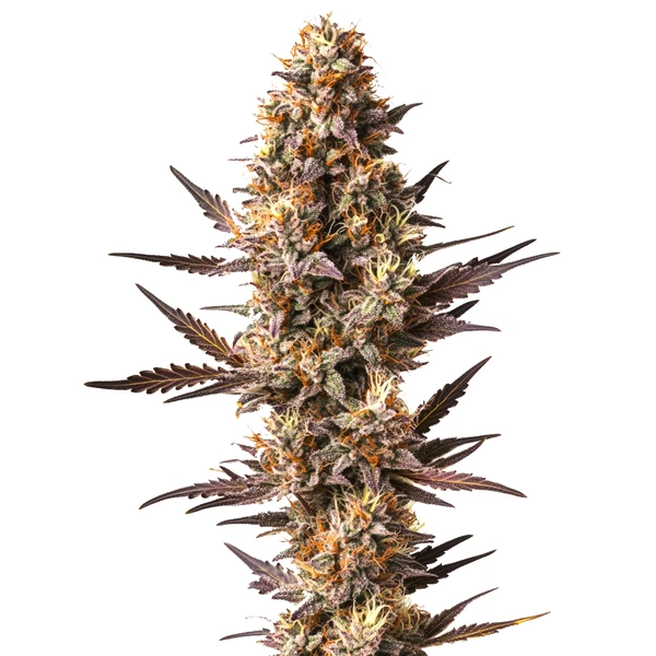 Pineapple Kush (Blimburn Seeds) – offizielles Produktbild