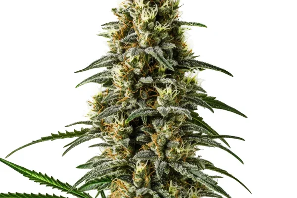 Pineapple Skunk Regulär (Blimburn Seeds) – offizielles Produktbild