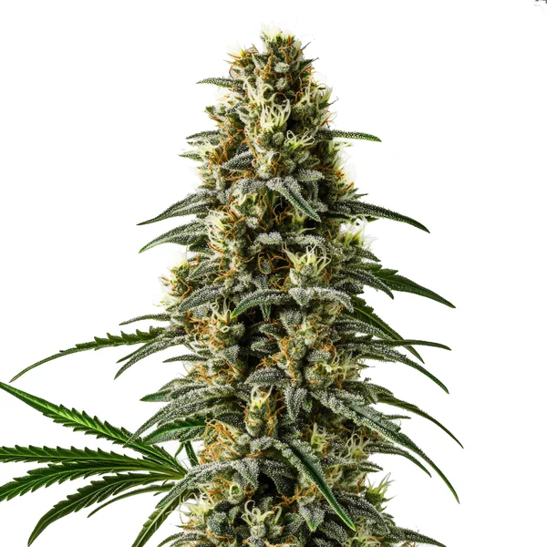 Pineapple Skunk Regulär (Blimburn Seeds) – offizielles Produktbild