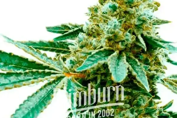 Pineapple Haze (Blimburn Seeds) – offizielles Produktbild