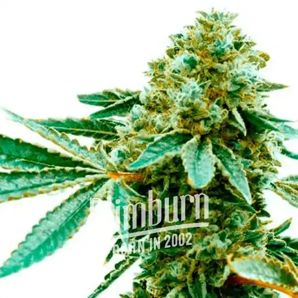 Pineapple Haze (Blimburn Seeds) – offizielles Produktbild