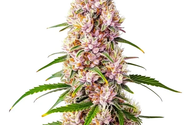 Pink Plant (Blimburn Seeds) – offizielles Produktbild
